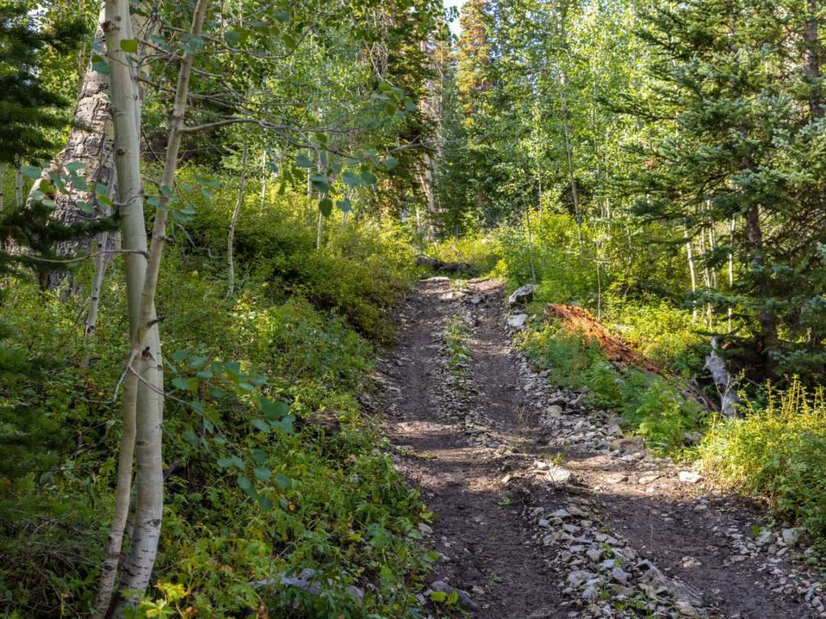 Step Flat Trail trail photo