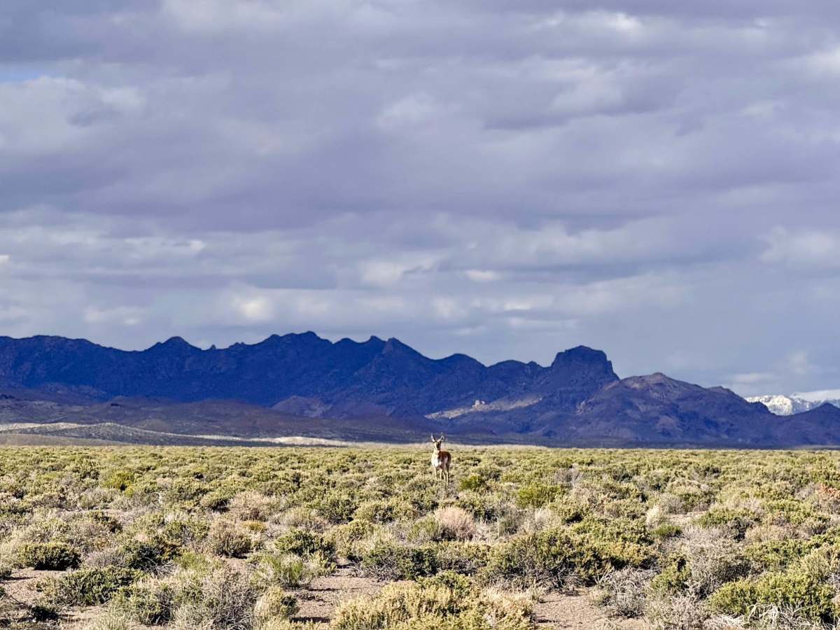 Peavine Road - 12 Mile Road photo 2