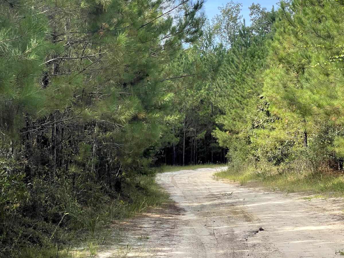Briar Patch Road photo 3