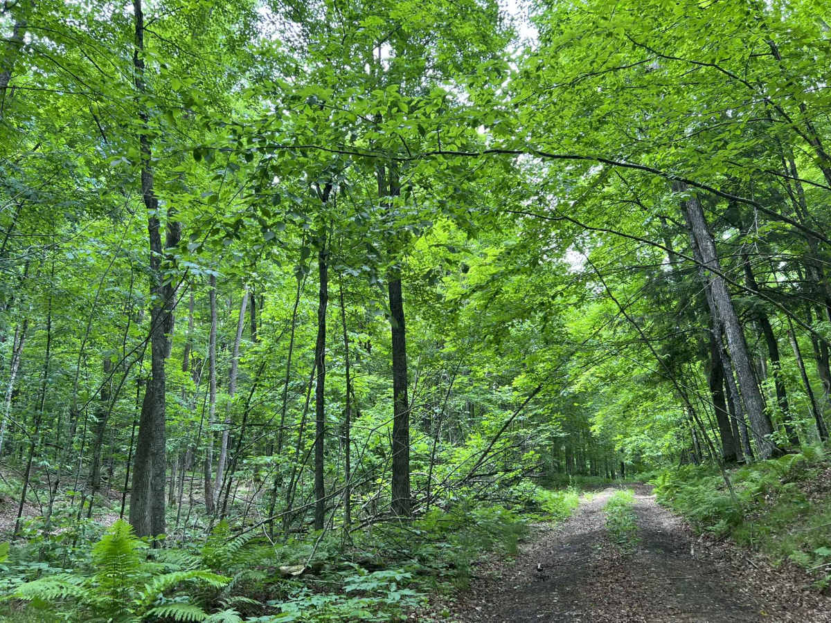FS 2613 trail photo