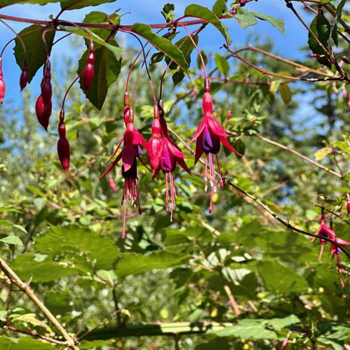 Near Old Growth Cedar Trail