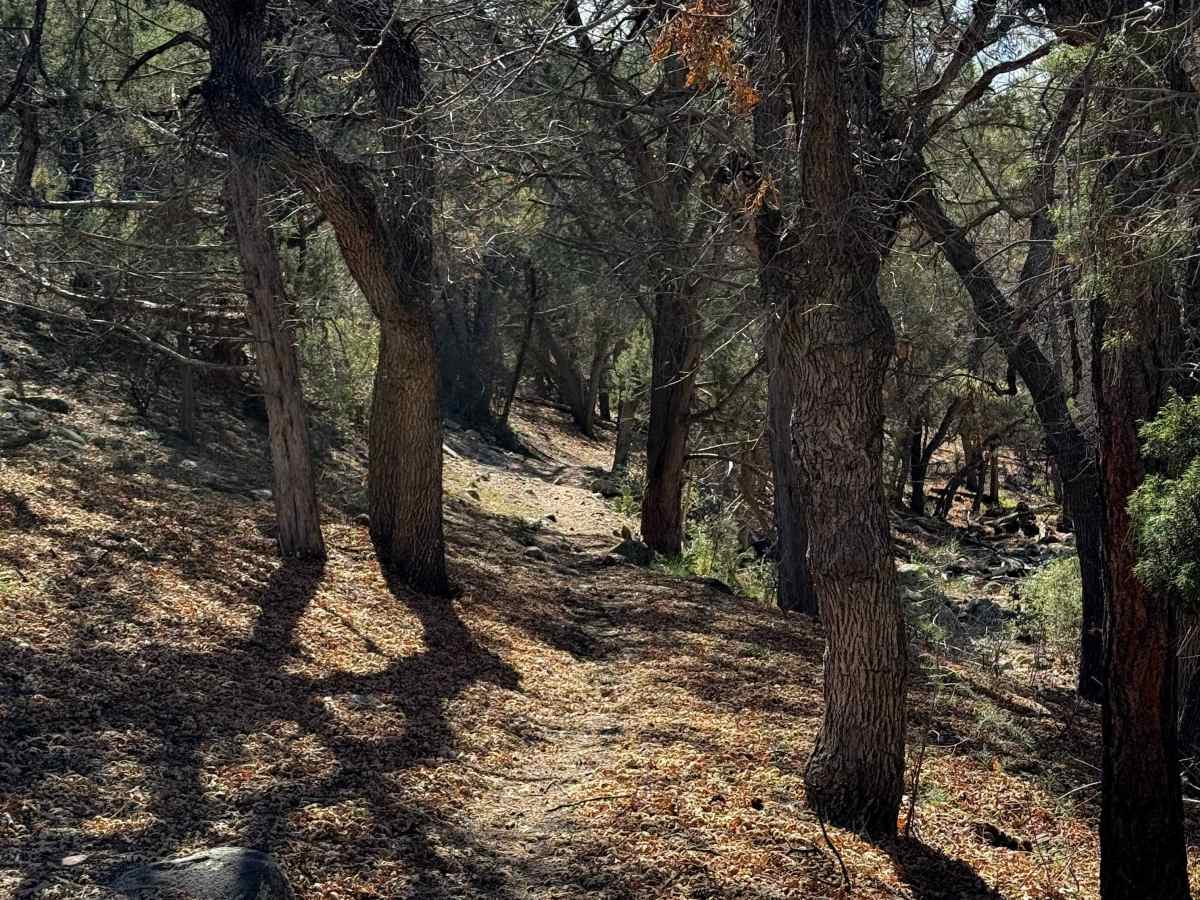 Coldwater Trail #21 (Singletrack)   photo 6