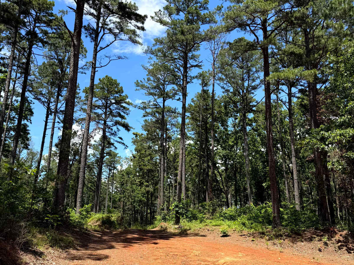 Douglas Dirt trail photo