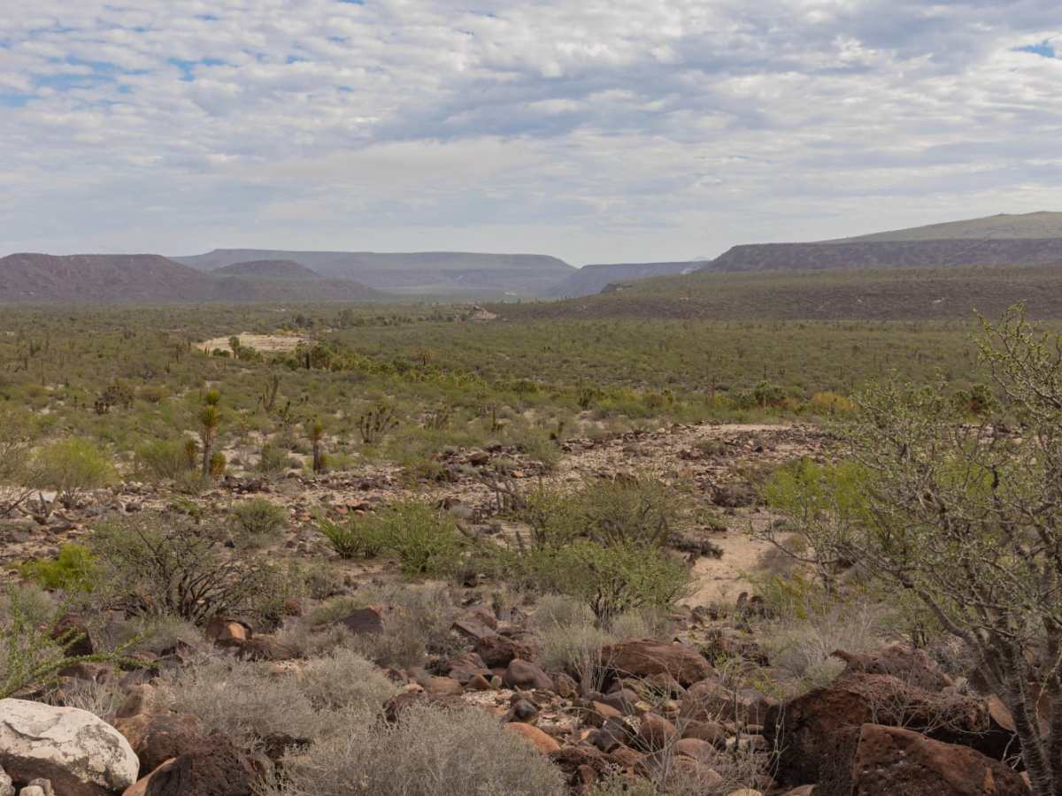 Desert Jungle to San Ignacio trail photo