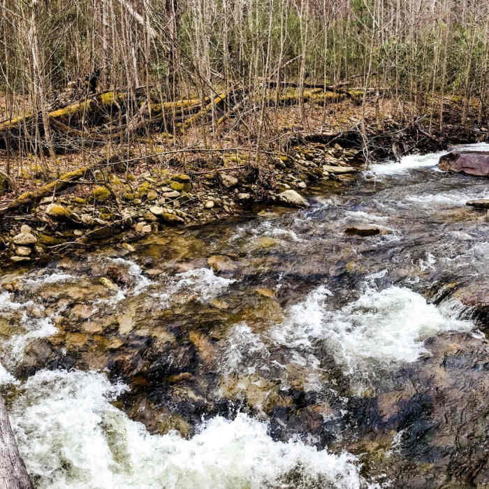 Near Lost Cove Trail