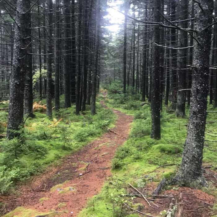 Near Cranberry Wilderness Loop