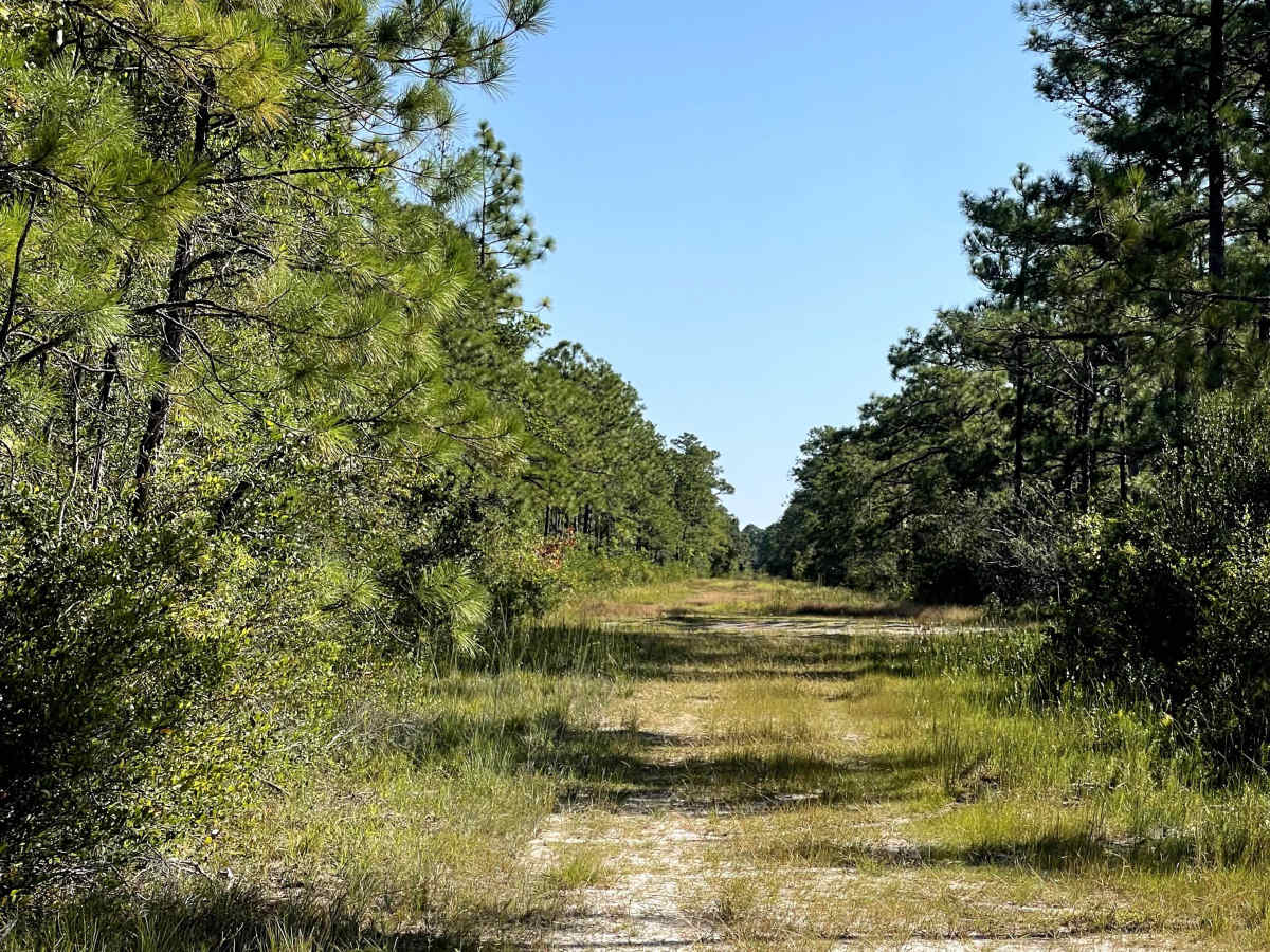 Brunswick Road trail photo