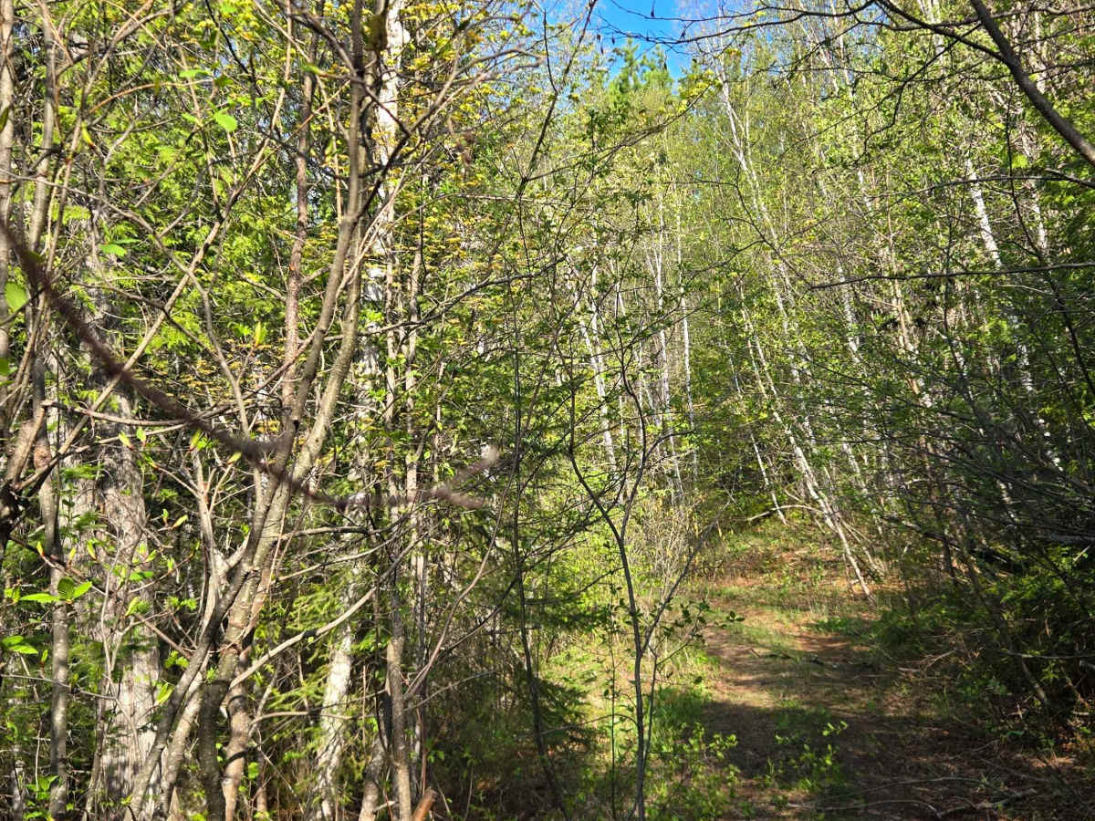 Harriet Lake Spur photo 5
