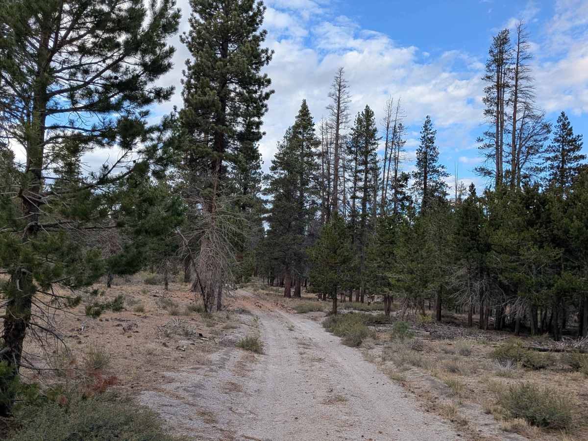 Ole Cease Cutoff - FS 1S45 trail photo