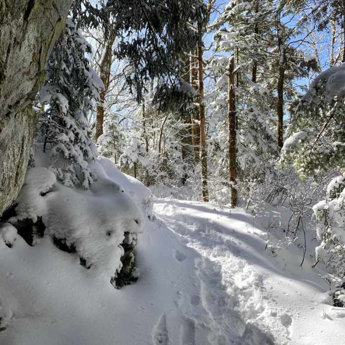 Near Mount Sterling via Baxter Creek Trail Near Mount Sterling via Baxter Creek Trail