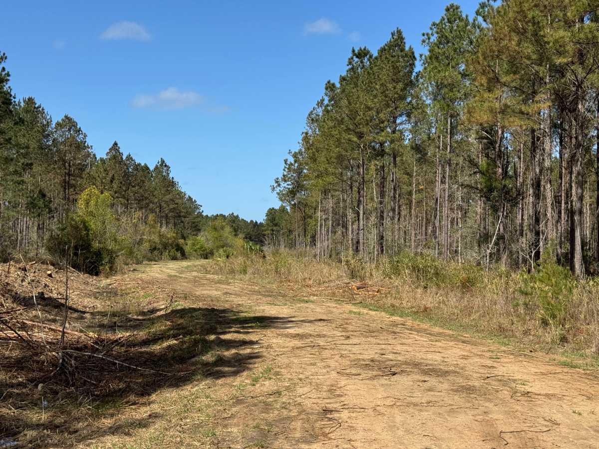 Smith Hammock Road photo 6