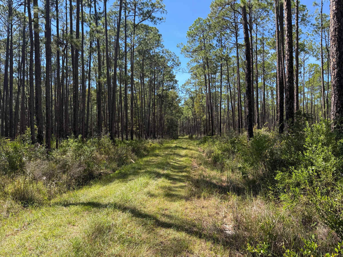 FS 709 trail photo