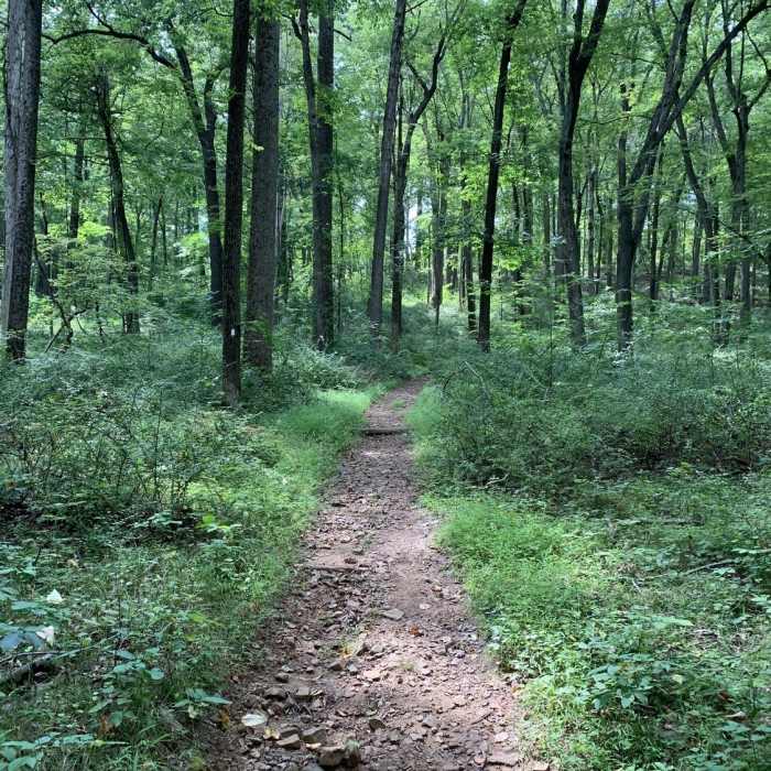 Typical section of narrower trail Near Jockey Hollow Grand Loop Variant