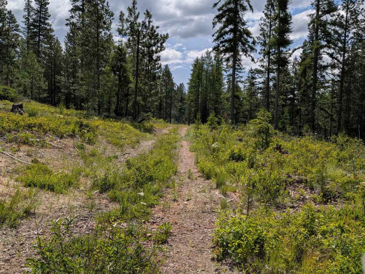 FS 4100-615 trail photo