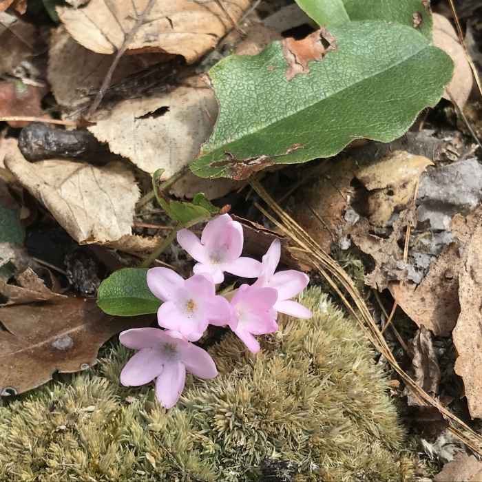 Near Wantastiquet Mountain Trail