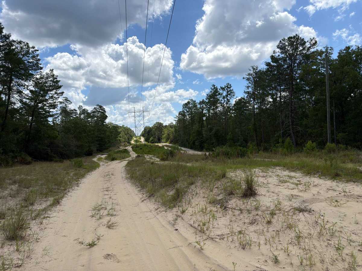 West Wandering Wiregrass - ONF 19-6.1 photo 6