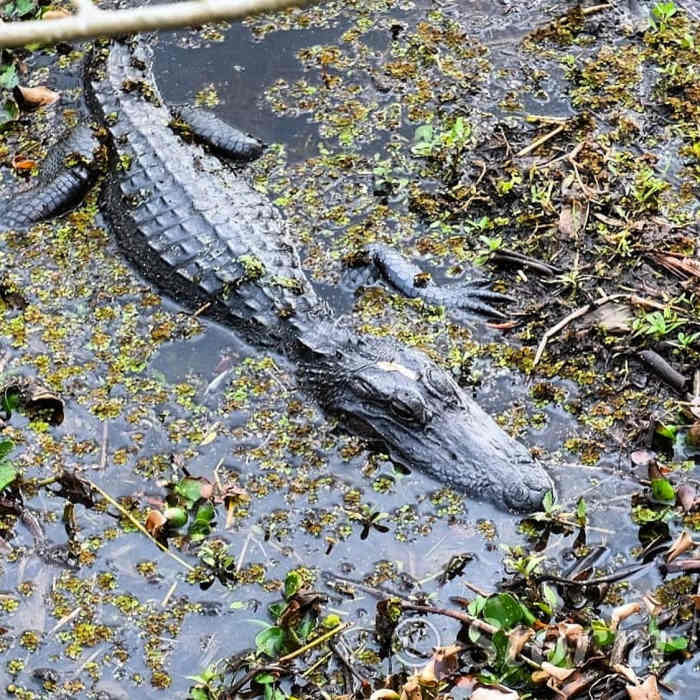 Near Bayou Coquille Trail