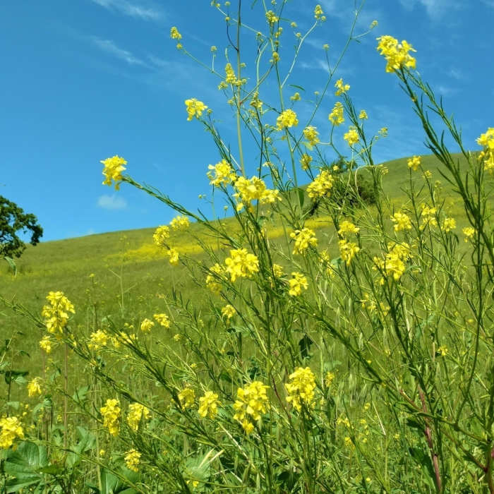 Near Willow Springs Trail