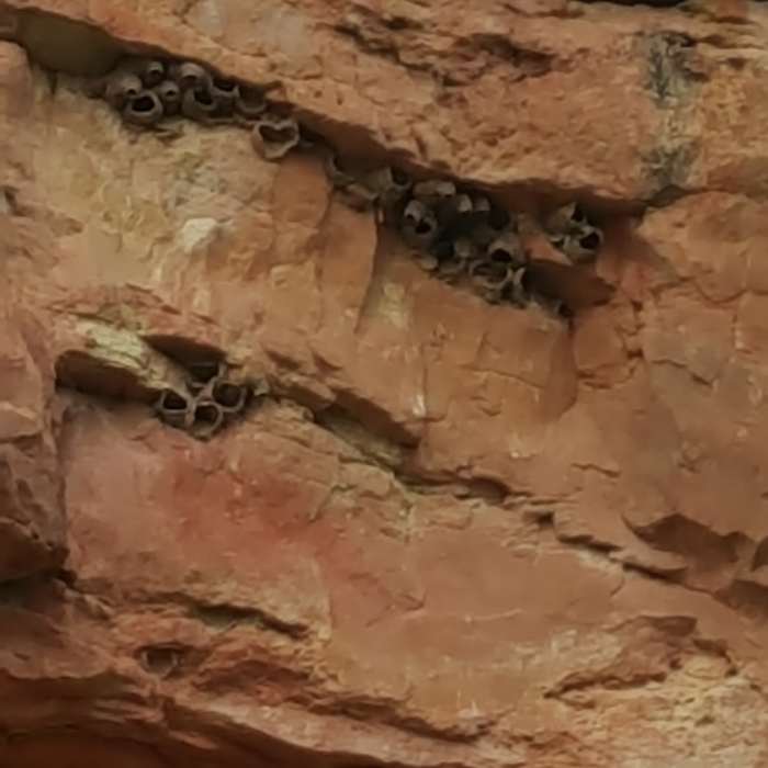Swallow nests. Near Wind Cave Canyon Trail