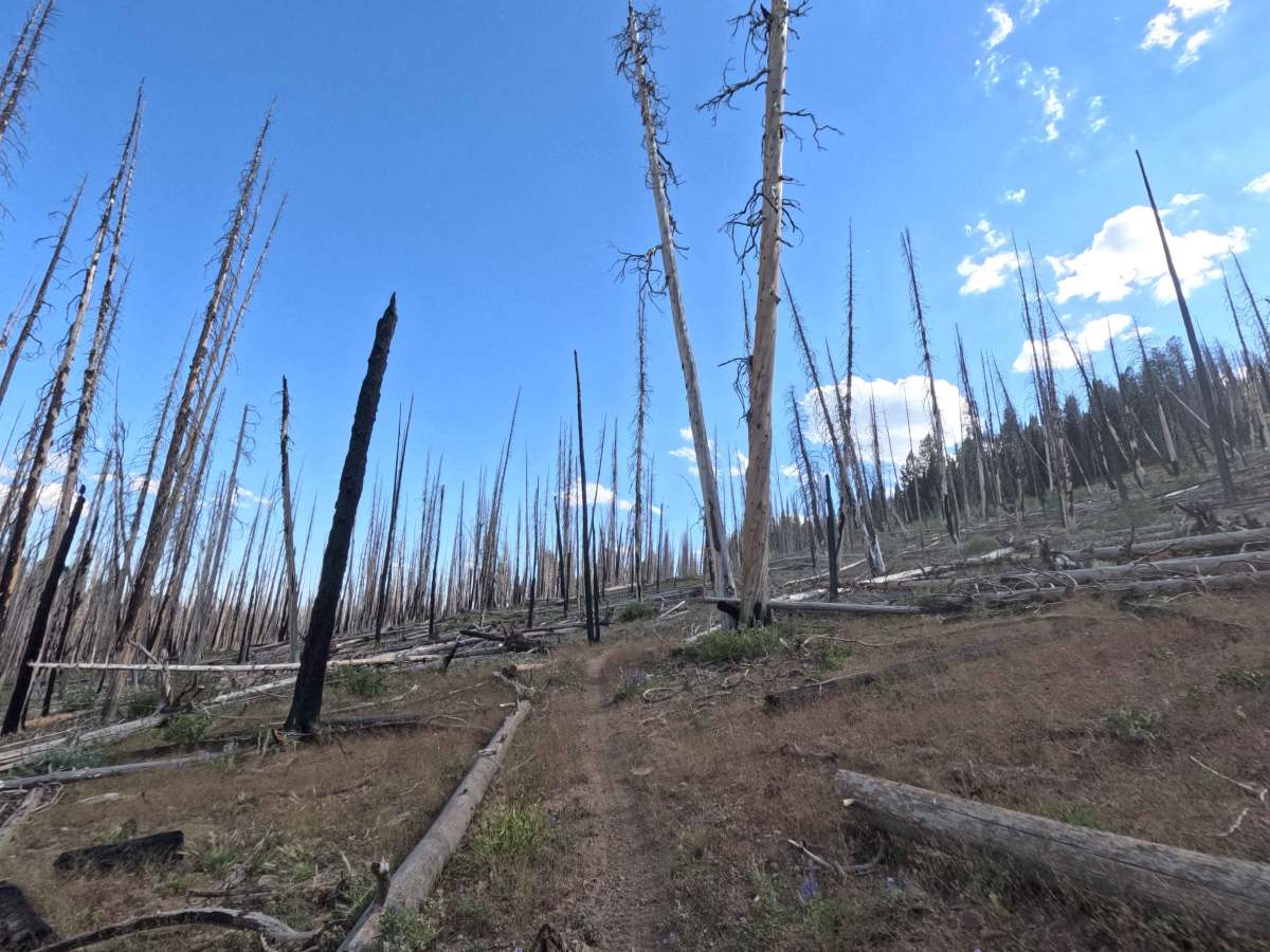 Placer Creek Trail - FS 7141 photo 6