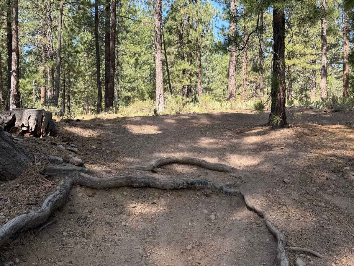 #40 trail photo
