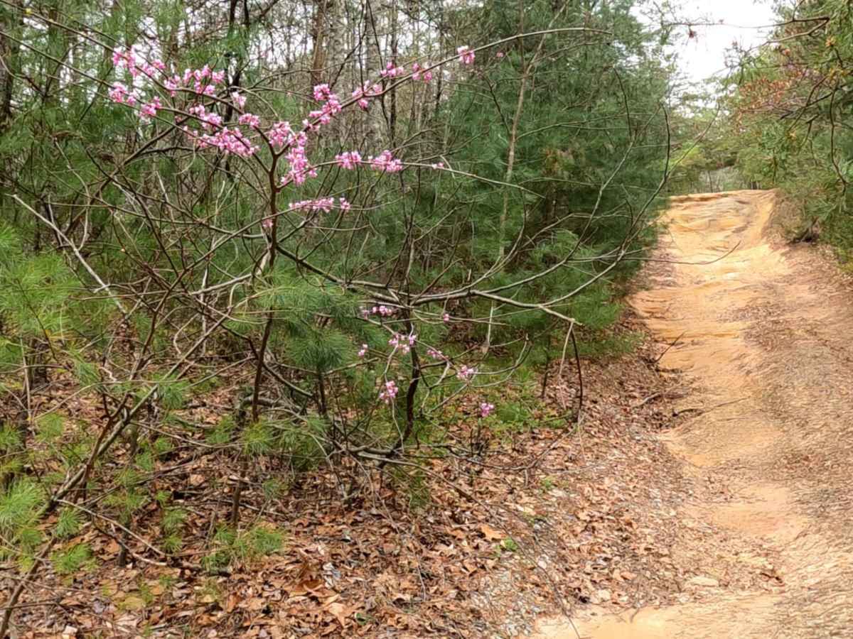 Lake Trail photo 4