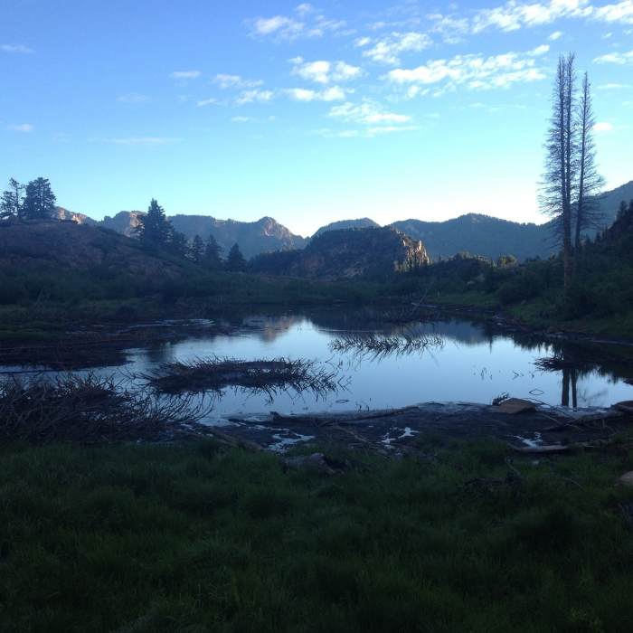 Near Broads Fork Trail #055
