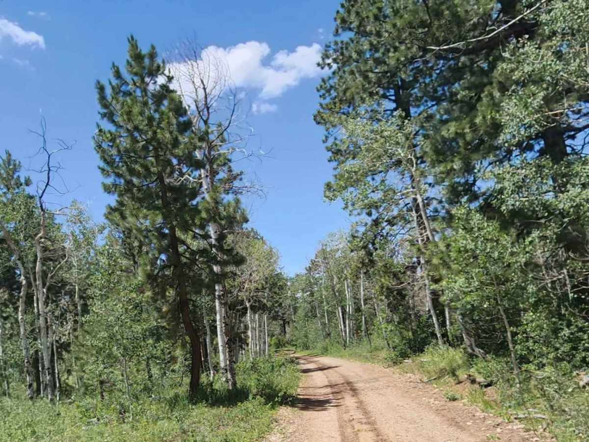 Chicken Creek Road photo 5