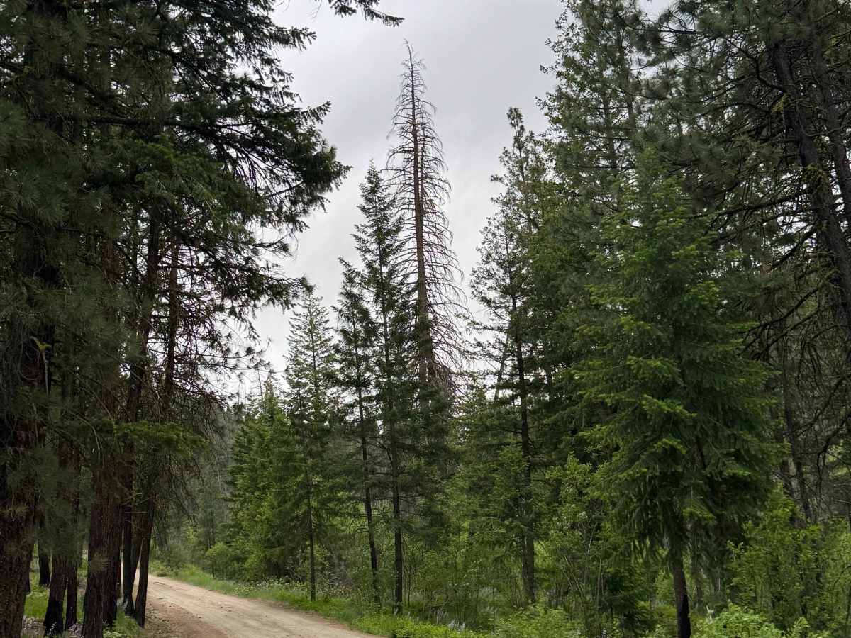 Cougar Lake Road photo 2