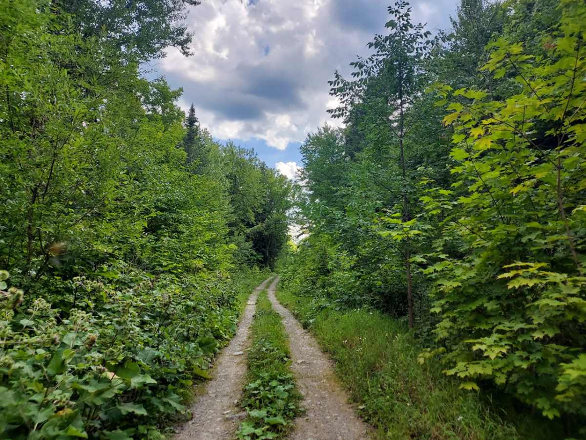 Deer Fly Lane photo 4