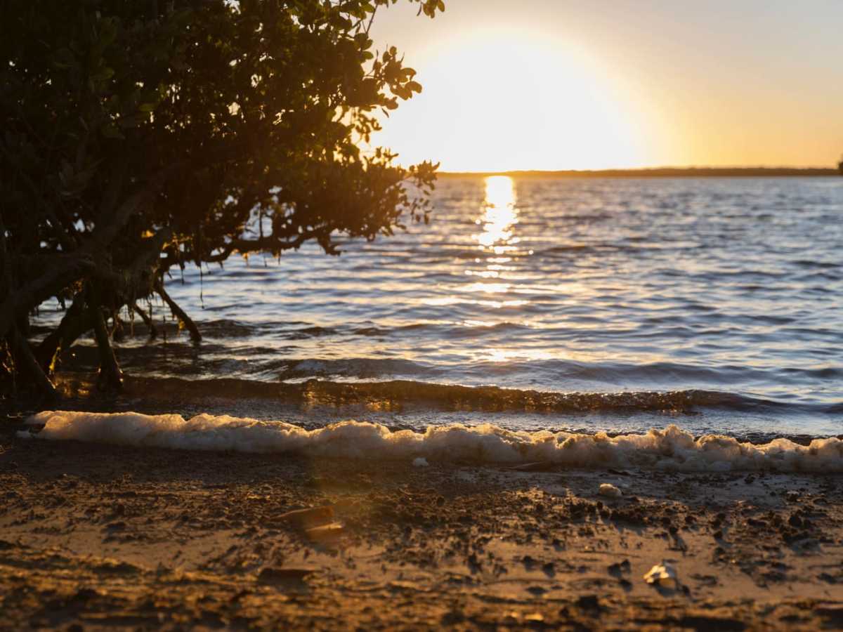 Mangrove Fishing photo 4