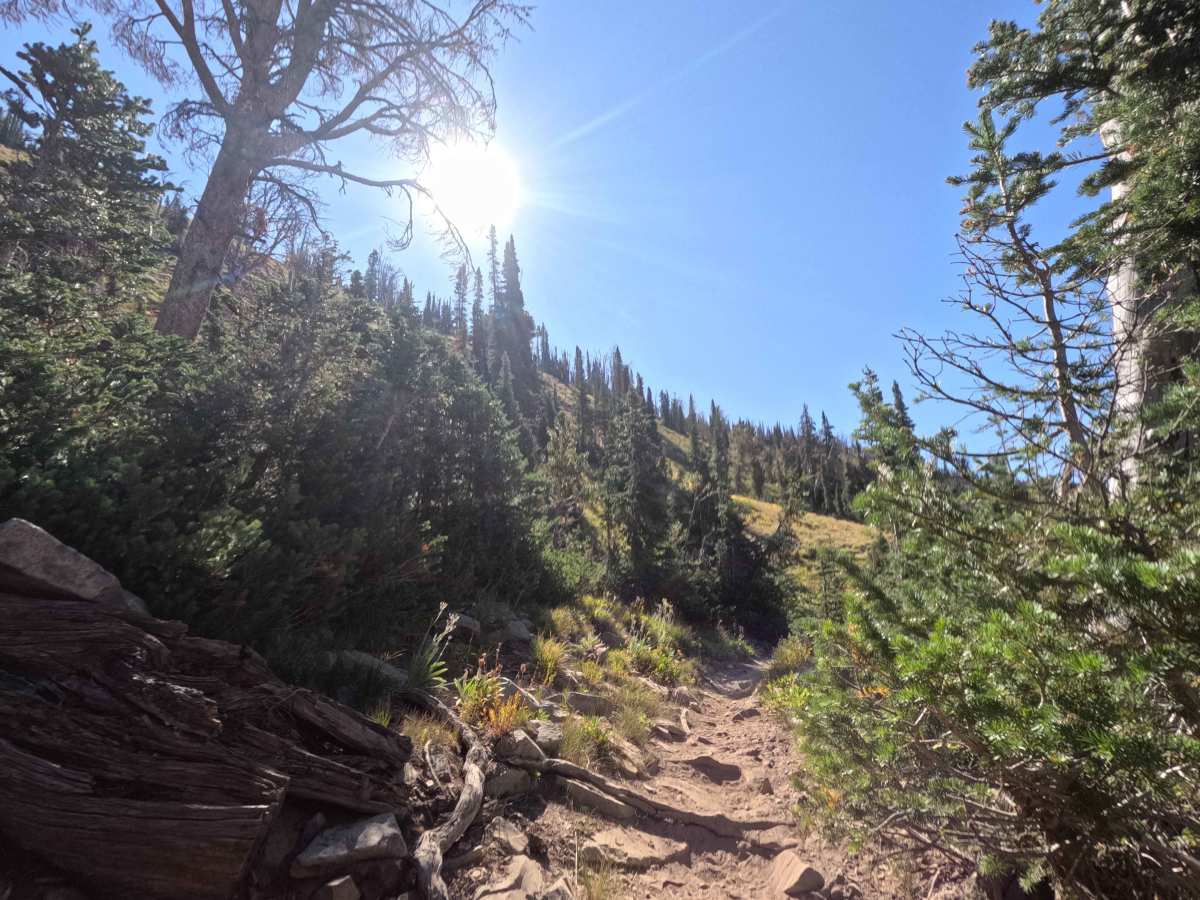 Bear-Willow Connector - FS 7197 photo 4