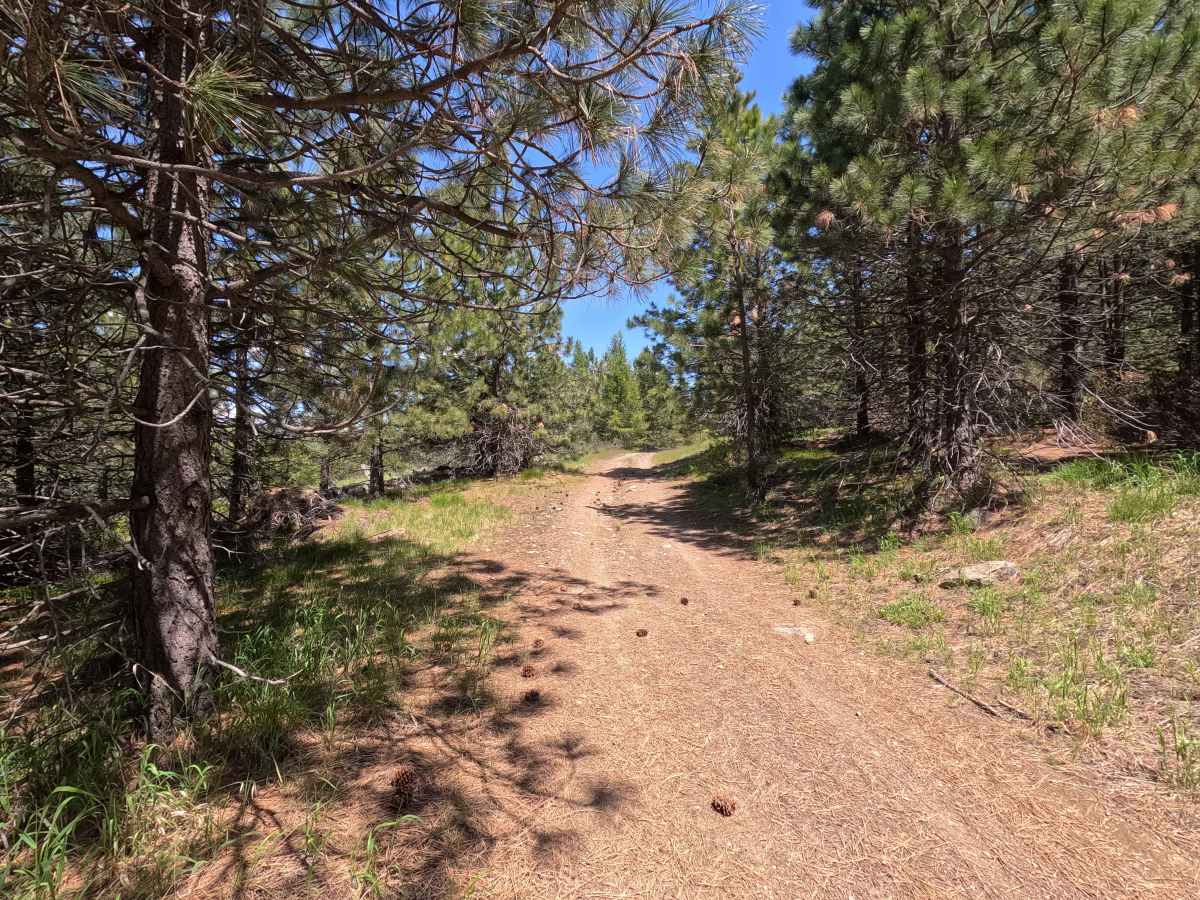 Hawk Eye - Trail 206 photo 3