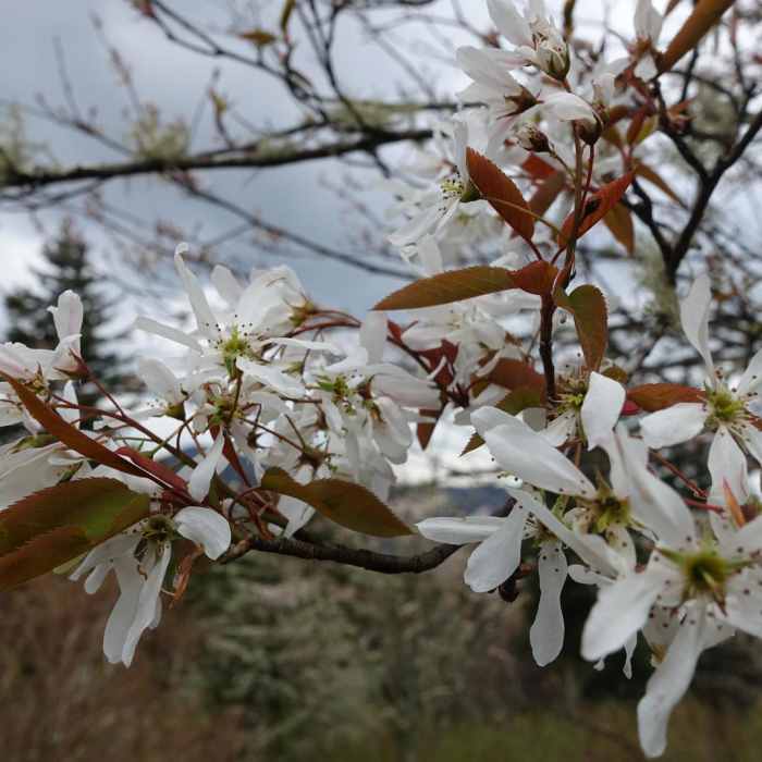 Near Black Balsam Knob via the Fork Mountain Loop Near Black Balsam Knob via the Fork Mountain Loop