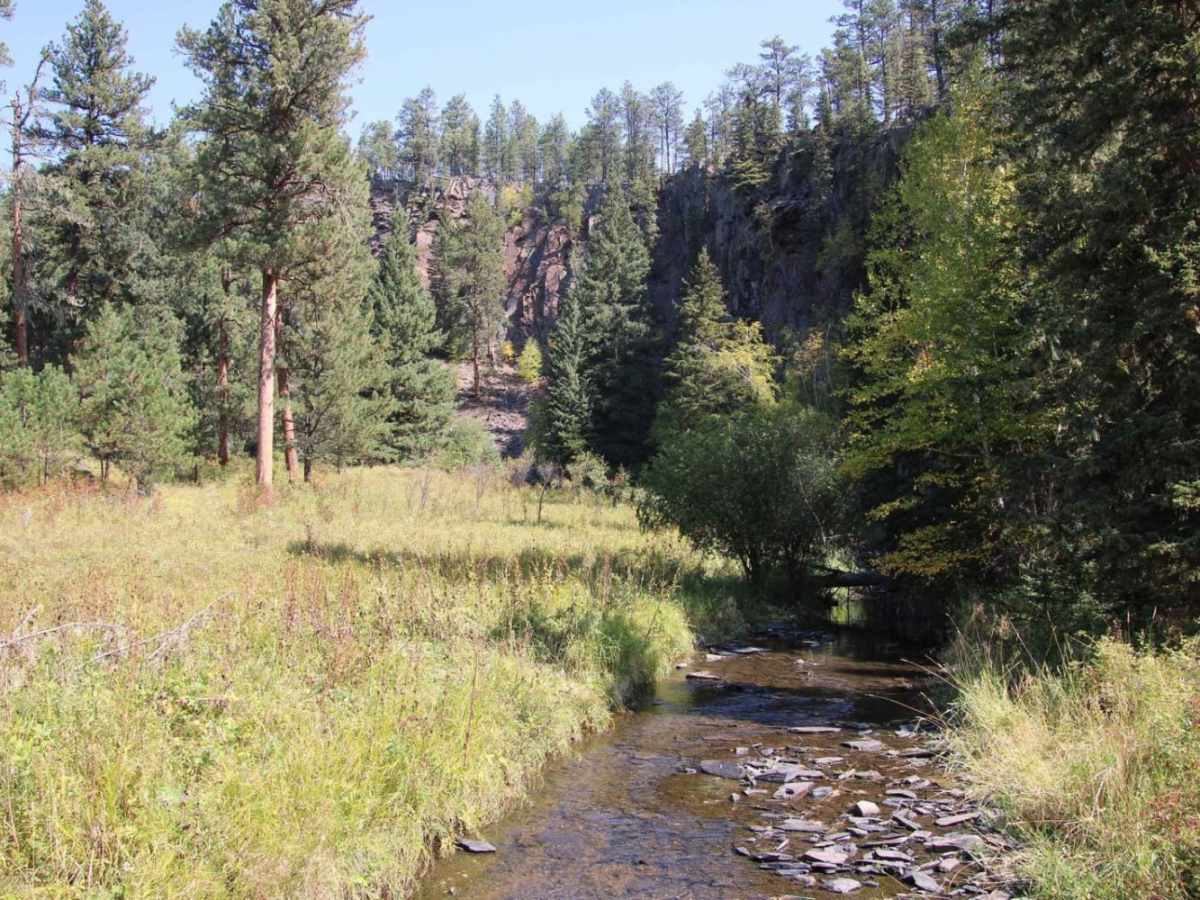 Spaw Gulch - FSR#606 photo 6