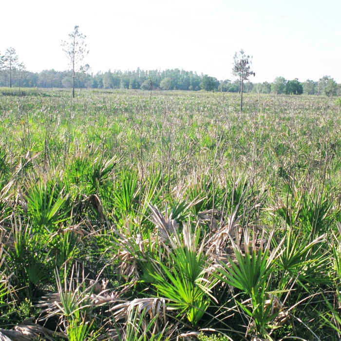 Saw palmetto prairie at Flatwoods Loop Near Flatwoods Loop Trail