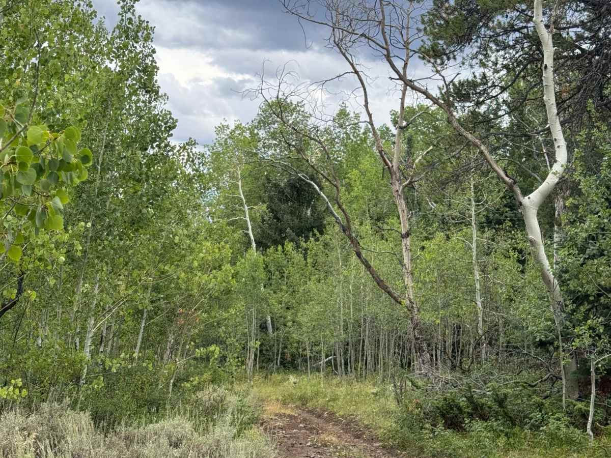 Mill Creek Ski Trail Road photo 4