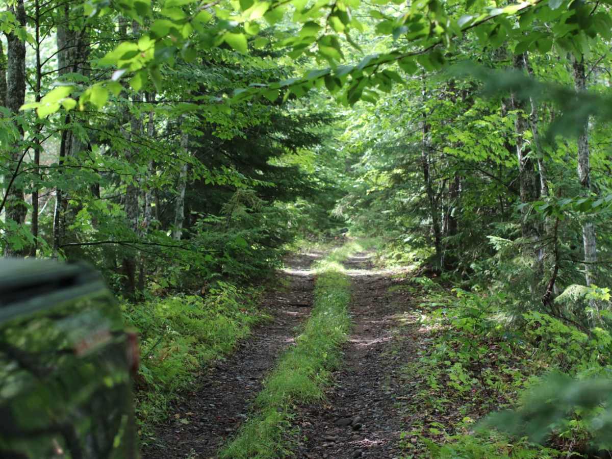 Mill Mine Trail photo 4