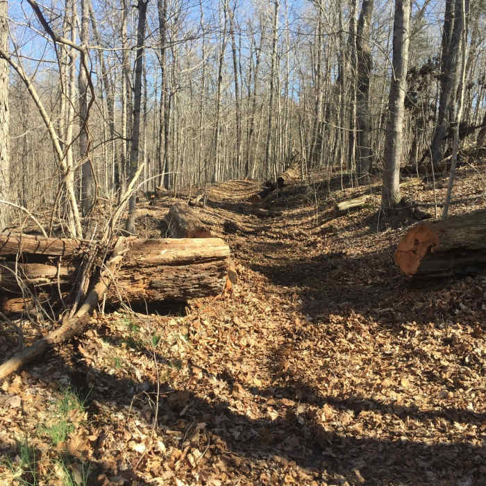 Near Red Blaze Trail
