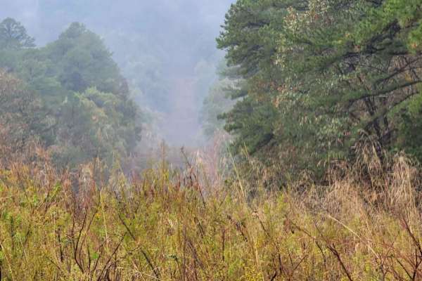 Talley Mountain