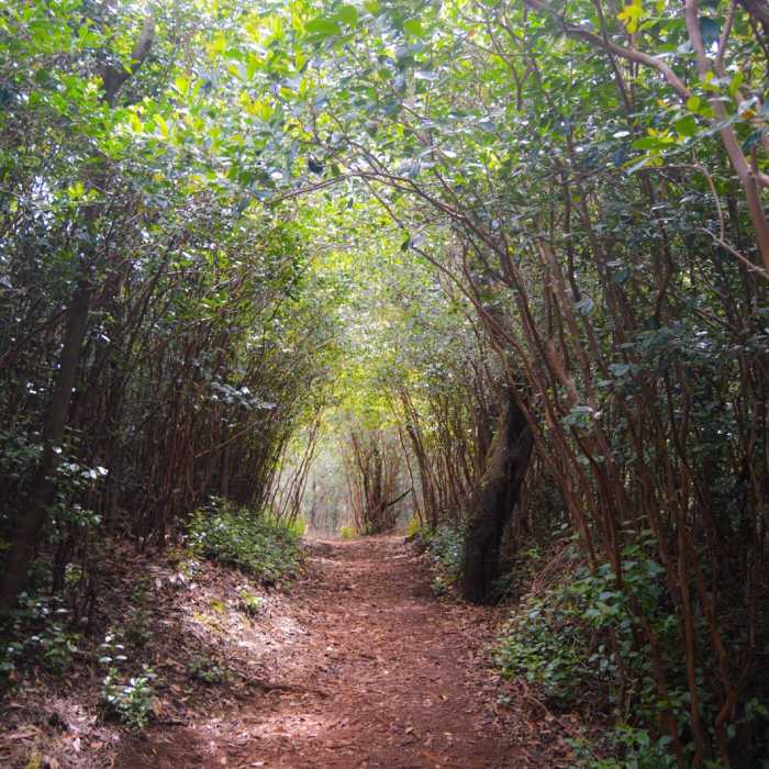 Near Aiea Loop Trail Near Aiea Loop Trail