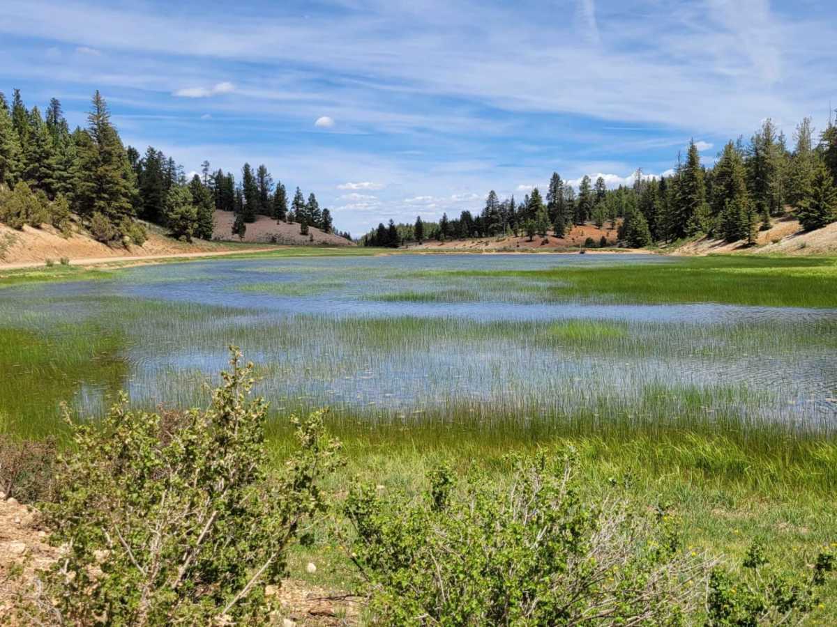 Swains Creek trail photo