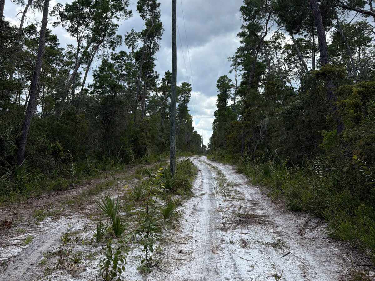 Ocala National Forest 445 Powerline Trail photo 5