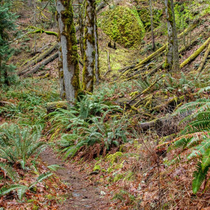 Near Clackamas River Trail