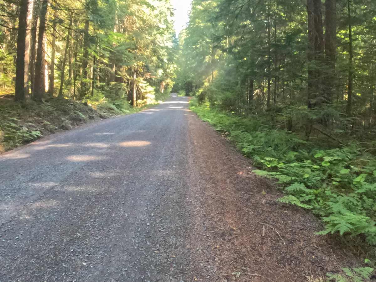 Marion Creek Road - FS 2255-000 photo 6