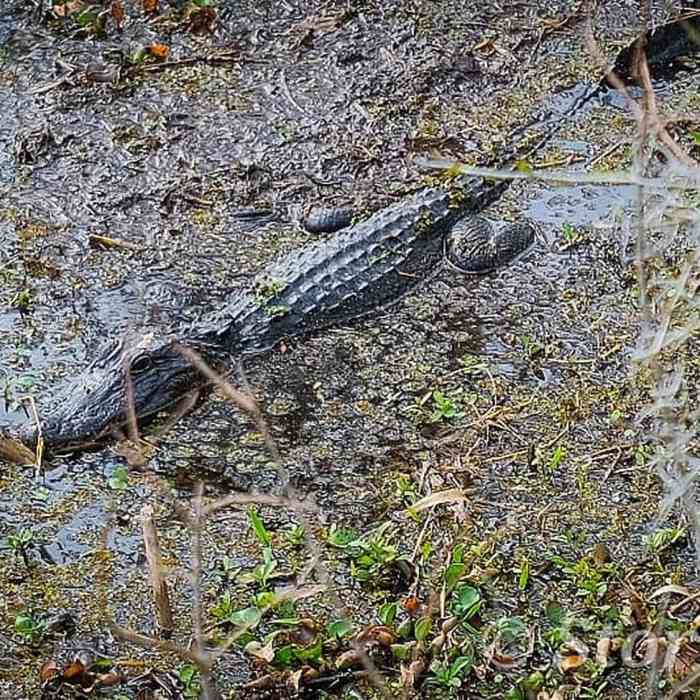 Near Bayou Coquille Trail
