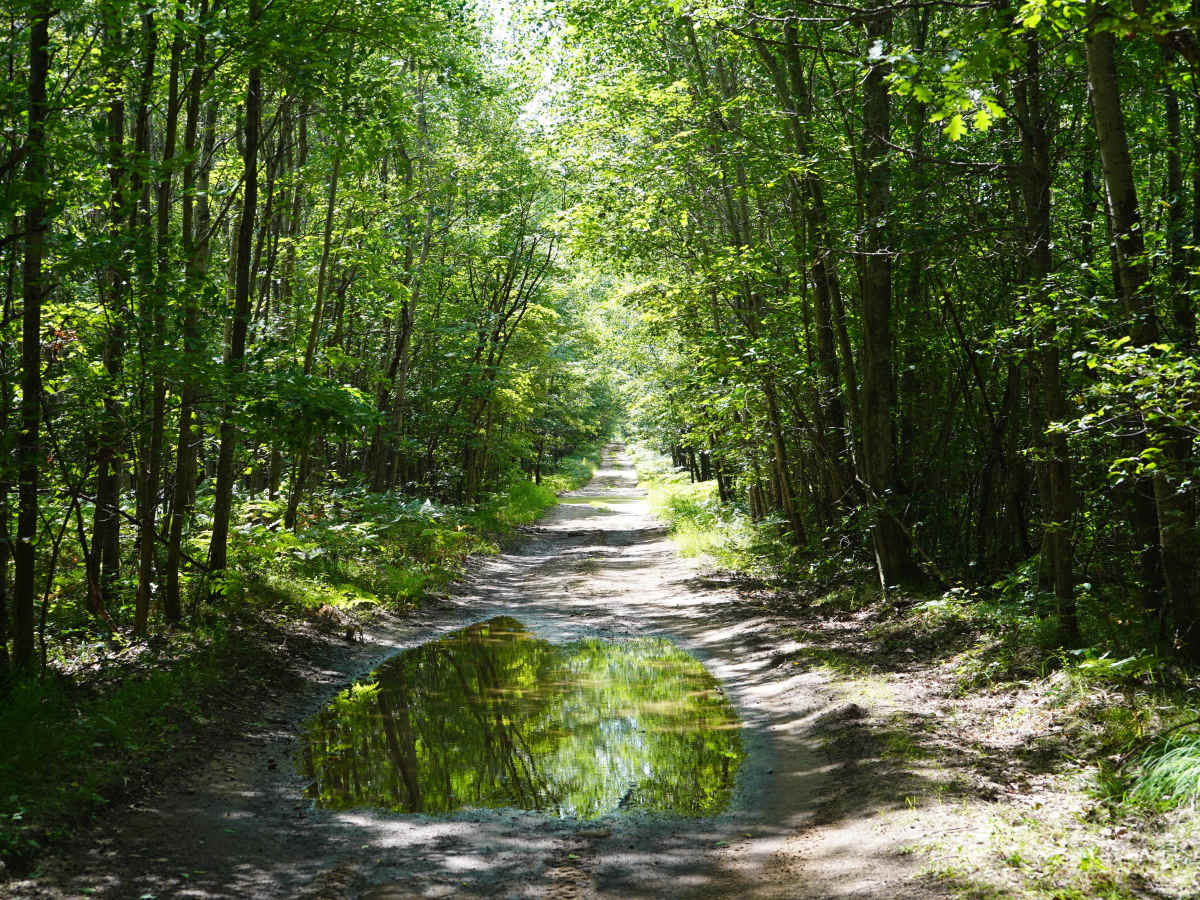 Sawyer Road trail photo