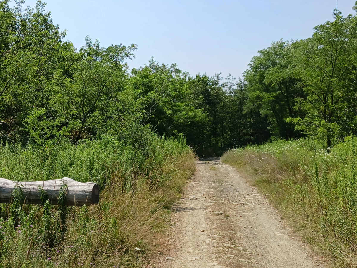 Play Pond Path Green Trail - Rock Run Recreation Area photo 3