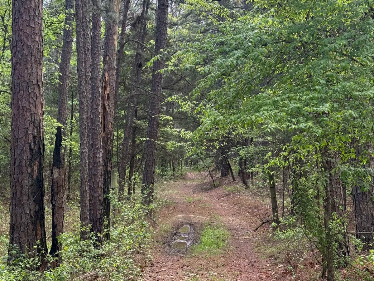Boney Mountain Trail photo 2