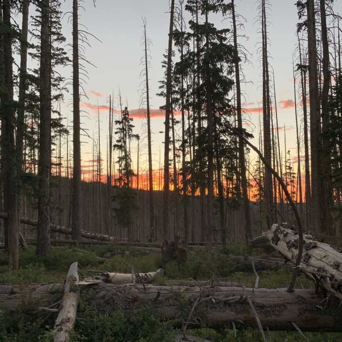 Near West Baldy Trail #94B